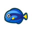 Surgeonfish