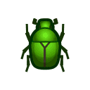 Drone Beetle