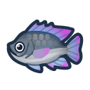 Tilapia