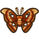 Atlas Moth