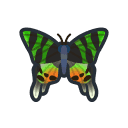 Madagascan Sunset Moth