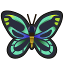 Queen Alexandra's Birdwing