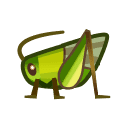 Grasshopper