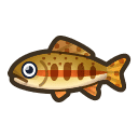 Golden Trout